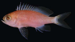 Image of Randall's anthias