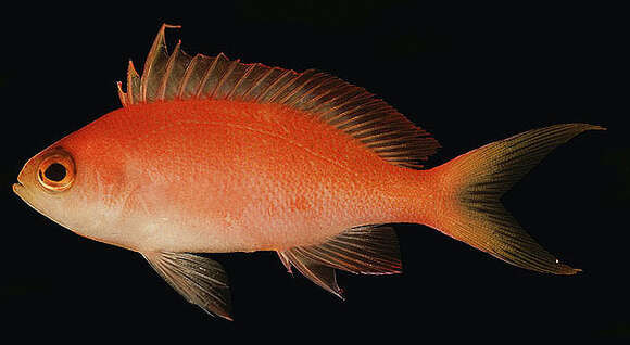 Image of Randall's anthias