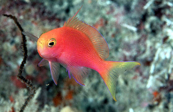 Image de Pseudanthias randalli (Lubbock & Allen 1978)