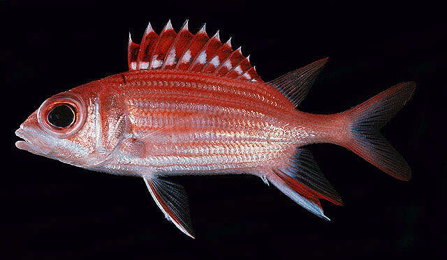 Image of Samurai squirrelfish