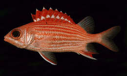 Image of Samurai squirrelfish