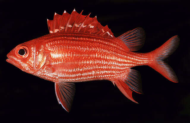 Image of Samurai squirrelfish