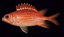 Image of Samurai squirrelfish