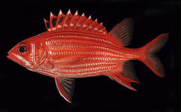 Image of Samurai squirrelfish