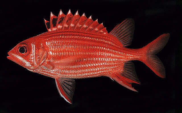 Image of Samurai squirrelfish