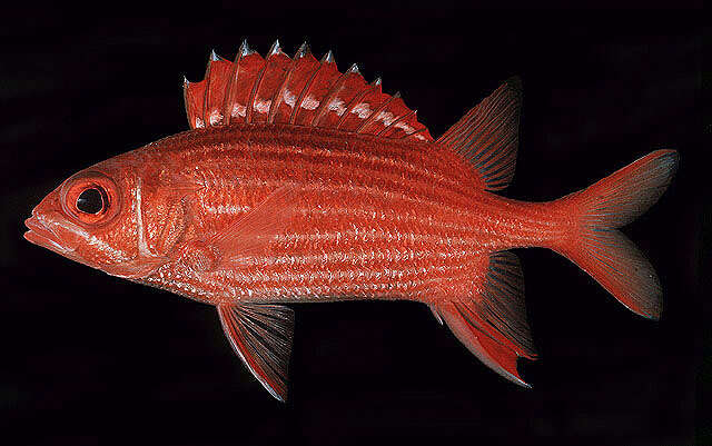 Image of Samurai squirrelfish