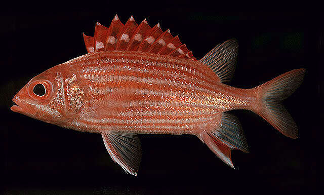 Image of Samurai squirrelfish