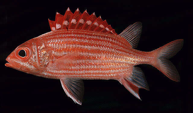 Image of Samurai squirrelfish