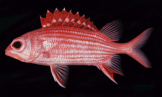 Image of Samurai squirrelfish
