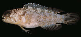 Image of Stout jawfish
