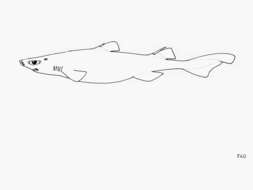 Image of Bareskin Dogfish
