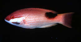 Image of Blackspot wrasse