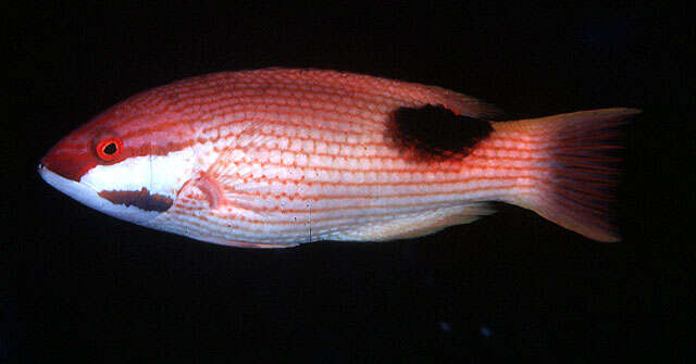 Image of Blackspot wrasse