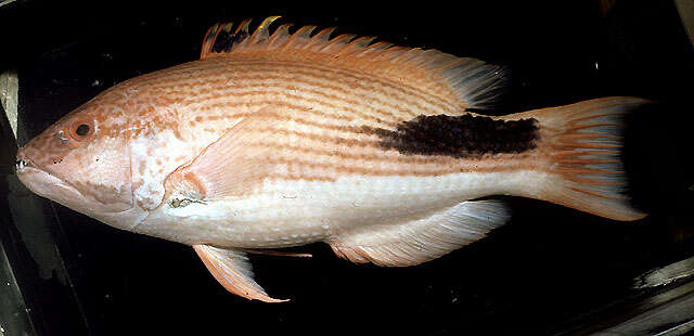 Image of Blackspot wrasse