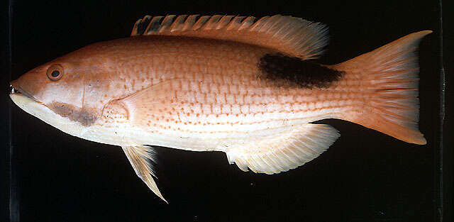 Image of Blackspot wrasse