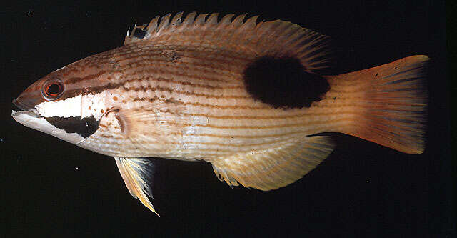 Image of Blackspot wrasse