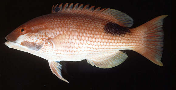 Image of Blackspot wrasse