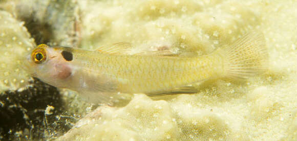 Image of Eastern headspot dwarfgoby