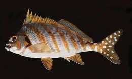 Image of Flag fish