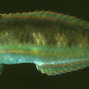 Image of Cupid wrasse