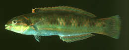 Image of Cupid wrasse