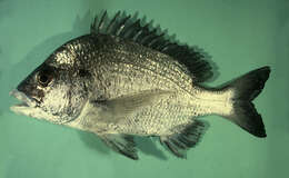 Image of Black bream