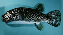 Image of Reticulated Blow Fish