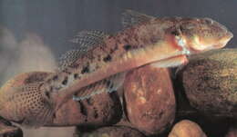 Image of Largesnout goby