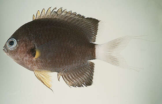 Слика од Pycnochromis leucurus (Gilbert 1905)