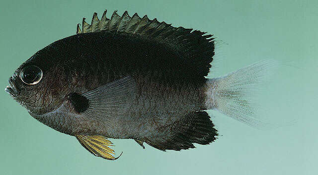 Слика од Pycnochromis leucurus (Gilbert 1905)