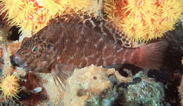 Image of Blotched Hawkfish