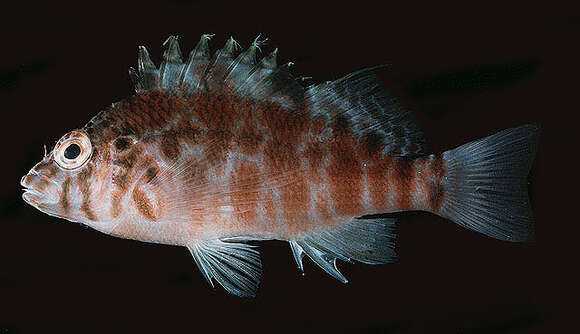 Image of Blotched Hawkfish