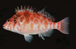 Image of Blotched Hawkfish