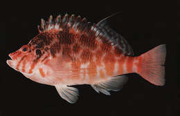 Image of Blotched Hawkfish