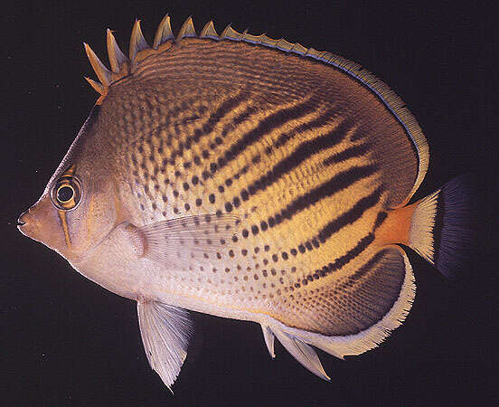 Image of Dot and dash Butterflyfish