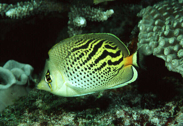 Image of Dot and dash Butterflyfish