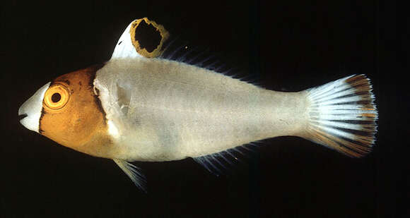 Image of Bicolor Parrotfish