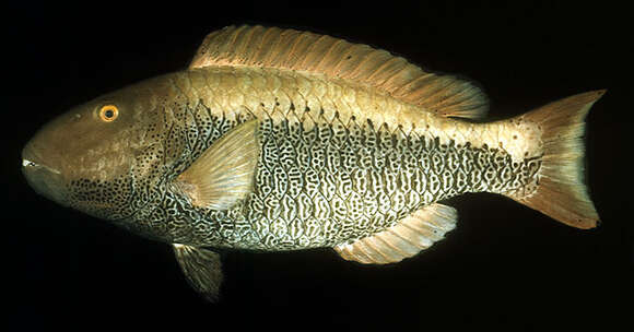 صورة Cetoscarus ocellatus (Valenciennes 1840)