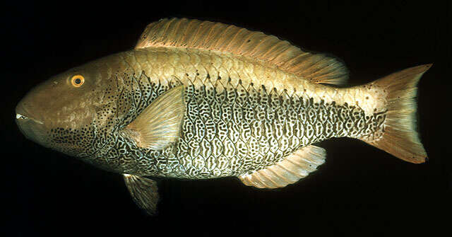 Image of Bicolor Parrotfish