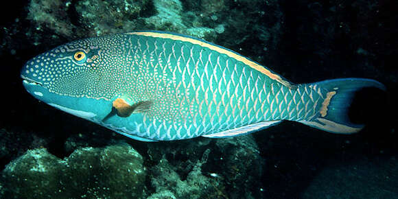 صورة Cetoscarus ocellatus (Valenciennes 1840)