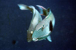 صورة Cetoscarus ocellatus (Valenciennes 1840)