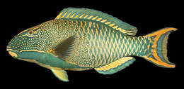 صورة Cetoscarus ocellatus (Valenciennes 1840)