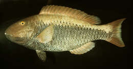 صورة Cetoscarus ocellatus (Valenciennes 1840)