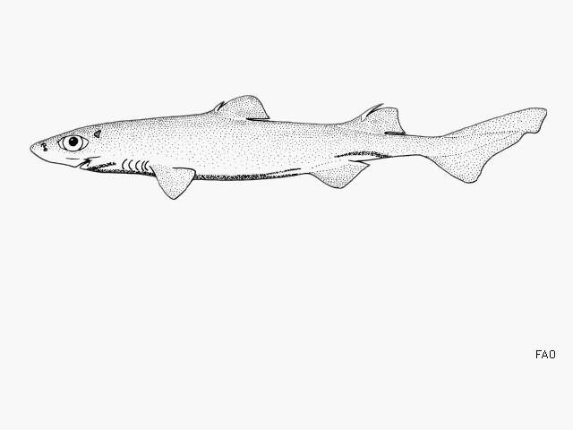 Image of Whitefin Dogfish