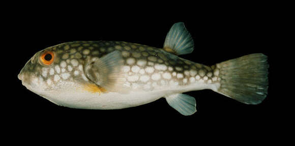 Image of Gangetic pufferfish