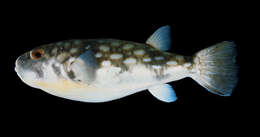 Image of Gangetic pufferfish