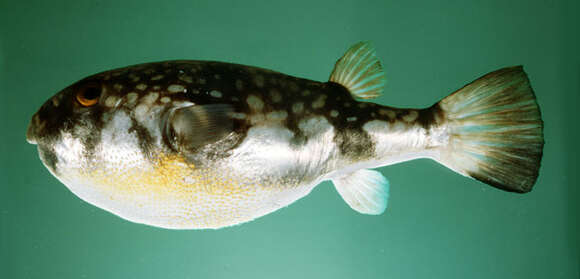 Image of Gangetic pufferfish