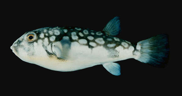 Image of Gangetic pufferfish