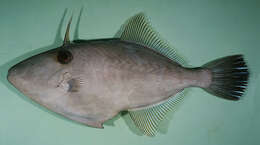 Image of Modest filefish