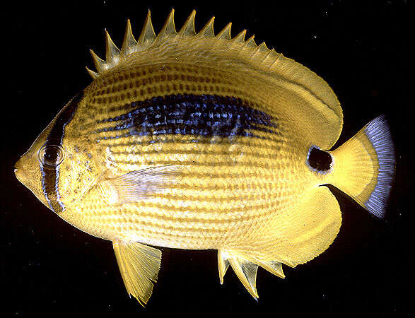 Image of Blue-dash Butterflyfish